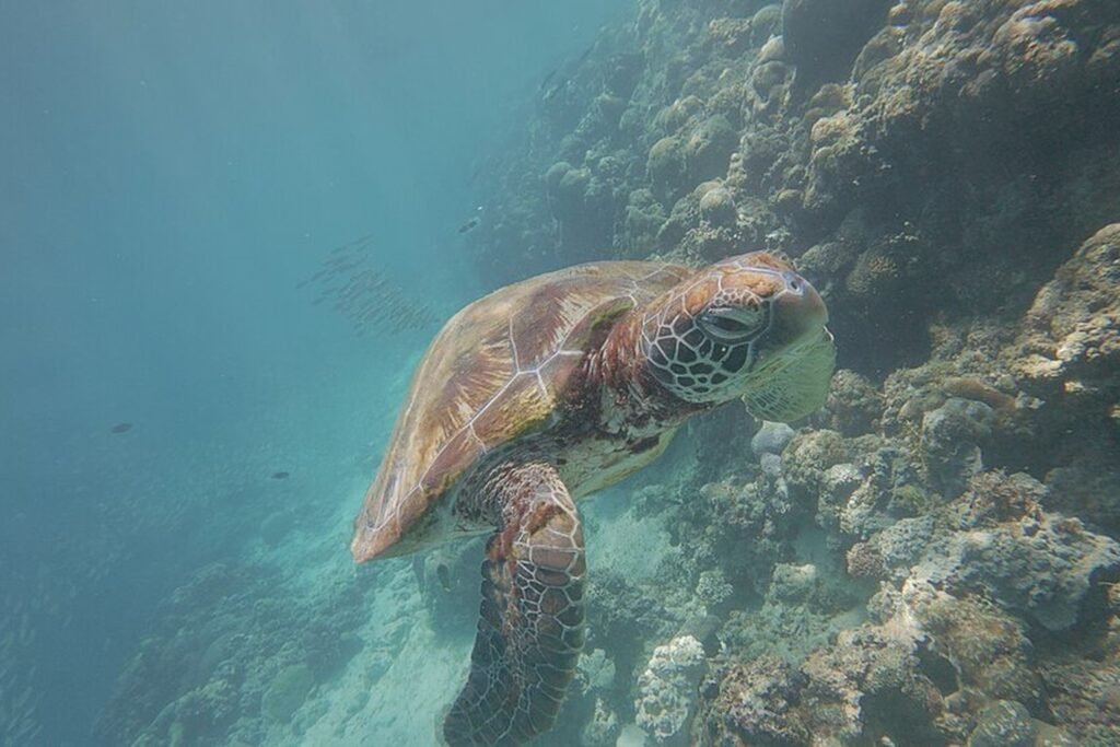 Sea turtle swimming beside a coral reef in the waters of Moalboal, Cebu.